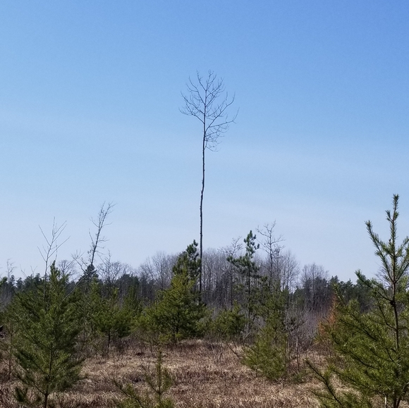 Help my dog rambo - Picture 5 of 8